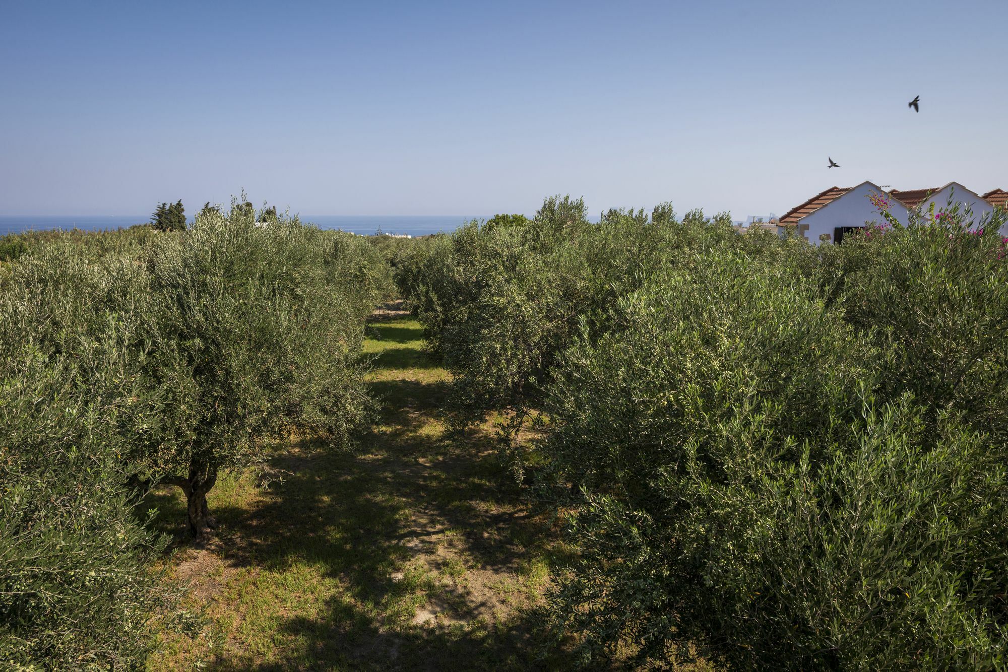 Orionas Village Kato Daratso Bagian luar foto